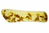 Polished Colombian Copal ( g) - Contains Termites! #304185-1